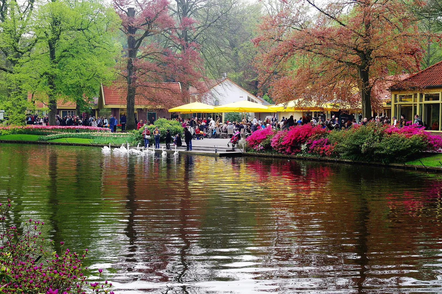 Keukenhof visite : organiser son séjour au cœur des tulipes