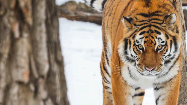 Zoo de Calgary